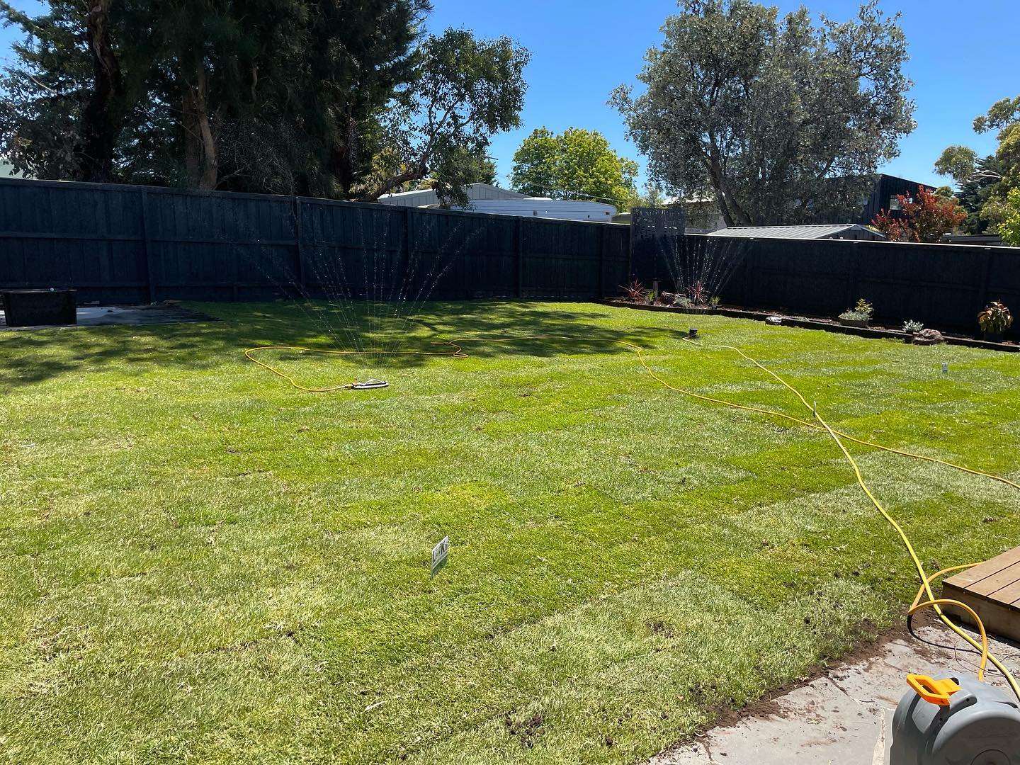 Freshly laid backyard lawn being watered by a sprinkler